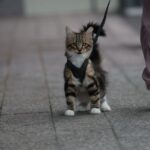 A cat wearing an adjustable harness enjoying a safe outing in the park, showcasing comfort and security.