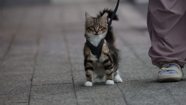 Benefits of an Adjustable Cat Harness for Safe Outings