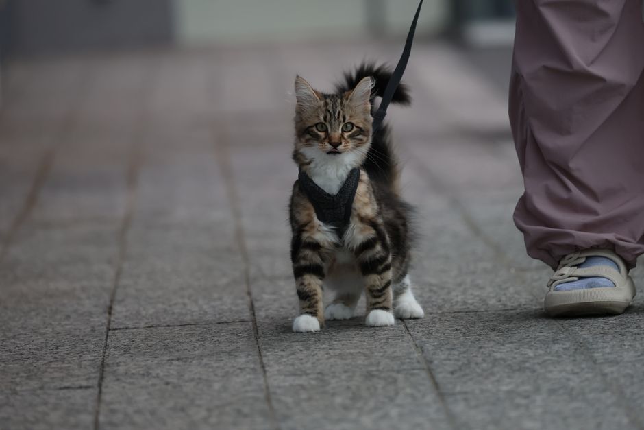 A cat wearing an adjustable harness enjoying a safe outing in the park, showcasing comfort and security.